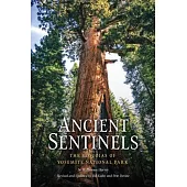 Ancient Sentinels: The Sequoias of Yosemite National Park