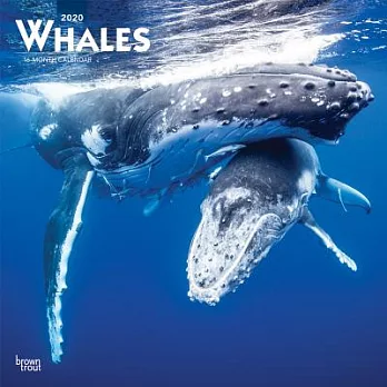 The Whales 2020 Calendar