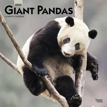 Giant Pandas 2020 Calendar
