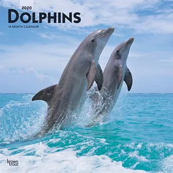 Dolphins 2020 Calendar