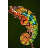 Chameleon Lovers 2020 Weekly Monthly Planner: Diary with Agenda & Calendar Schedule, To Do List, Notes, Water Intake Log & Expense Tracker - Chameleon