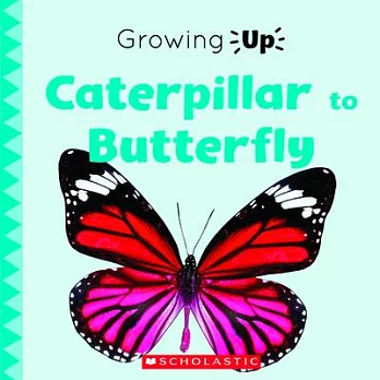 Caterpillar to Butterfly (Explore the Life Cycle])