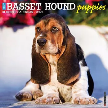 Just Basset Hound Puppies 2022 Wall Calendar