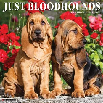 Just Bloodhounds 2022 Wall Calendar