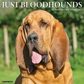 Just Bloodhounds 2023 Wall Calendar