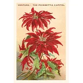 The Vintage Journal Ventura, The Poinsettia Capital