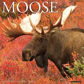Moose 2024 12 X 12 Wall Calendar
