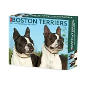 Boston Terriers 2024 6.2 X 5.4 Box Calendar
