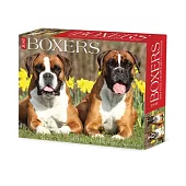 Boxers 2024 6.2 X 5.4 Box Calendar