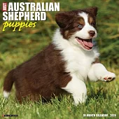 Just Australian Shepherd Puppies 2024 12 X 12 Wall Calendar