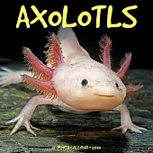 Axolotls 2024 12 X 12 Wall Calendar