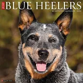 Just Blue Heelers 2024 12 X 12 Wall Calendar