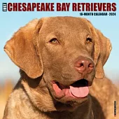 Just Chesapeake Bay Retrievers 2024 12 X 12 Wall Calendar