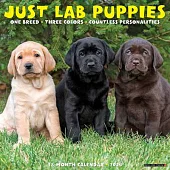 Just Lab Puppies 2024 12 X 12 Wall Calendar