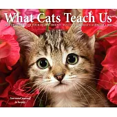 What Cats Teach Us 2025 6.2 X 5.4 Box Calendar