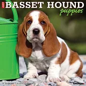 Just Basset Hound Puppies 2025 12 X 12 Wall Calendar