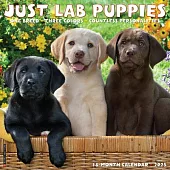 Just Lab Puppies 2025 12 X 12 Wall Calendar
