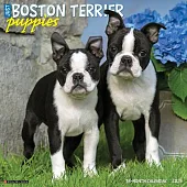 Just Boston Terrier Puppies 2025 12 X 12 Wall Calendar