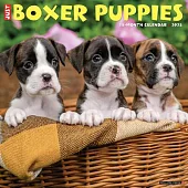 Just Boxer Puppies 2025 12 X 12 Wall Calendar