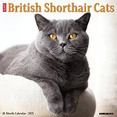 British Shorthair Cats 2025 12 X 12 Wall Calendar