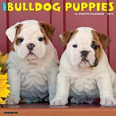 Just Bulldog Puppies 2025 12 X 12 Wall Calendar