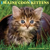 Just Maine Coon Kittens 2025 12 X 12 Wall Calendar