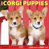 Just Corgi Puppies 2025 12 X 12 Wall Calendar