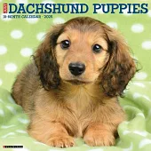 Just Dachshund Puppies 2025 12 X 12 Wall Calendar