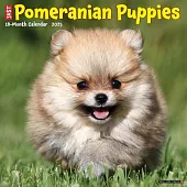 Just Pomeranian Puppies 2025 12 X 12 Wall Calendar