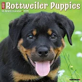 Just Rottweiler Puppies 2025 12 X 12 Wall Calendar