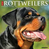 Just Rottweilers 2025 12 X 12 Wall Calendar