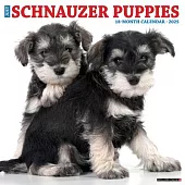 Just Schnauzer Puppies 2025 12 X 12 Wall Calendar