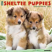 Just Sheltie Puppies 2025 12 X 12 Wall Calendar