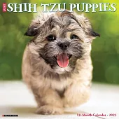 Just Shih Tzu Puppies 2025 12 X 12 Wall Calendar