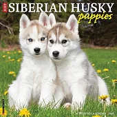 Just Siberian Husky Puppies 2025 12 X 12 Wall Calendar