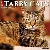 Just Tabby Cats 2025 12 X 12 Wall Calendar