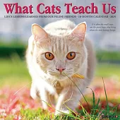 What Cats Teach Us 2025 12 X 12 Wall Calendar