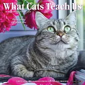 What Cats Teach Us 2025 7 X 7 Mini Wall Calendar