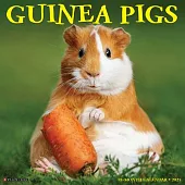 Guinea Pigs 2025 12 X 12 Wall Calendar