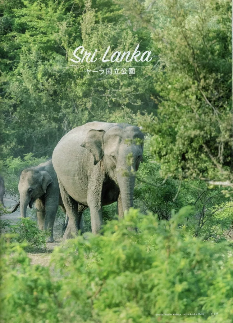 斯里蘭卡雅拉國家公園