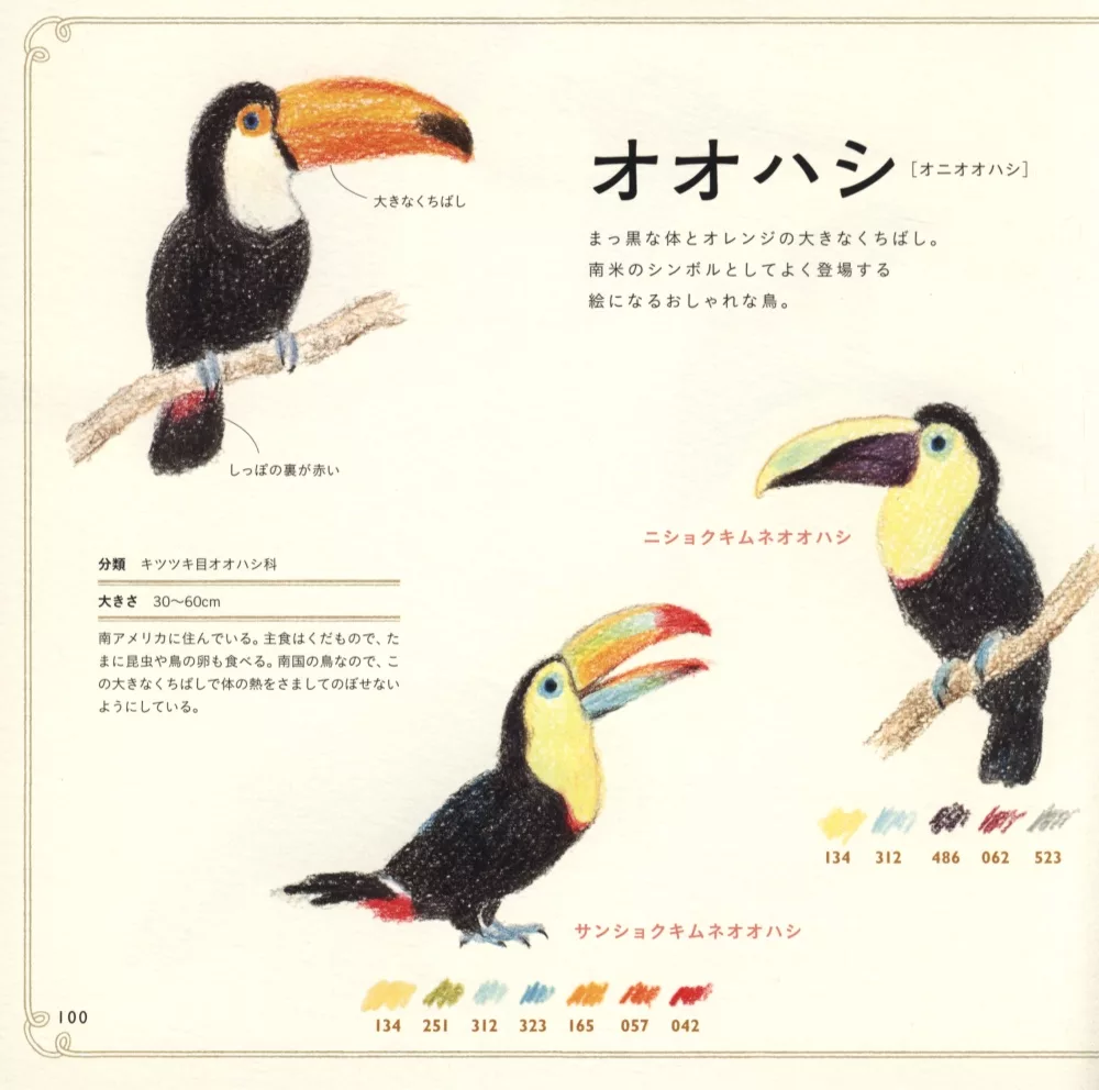 博客來 色鉛筆簡單彩繪可愛鳥類插畫圖案集 博客來 色鉛筆簡單彩繪可愛鳥類插畫圖案集