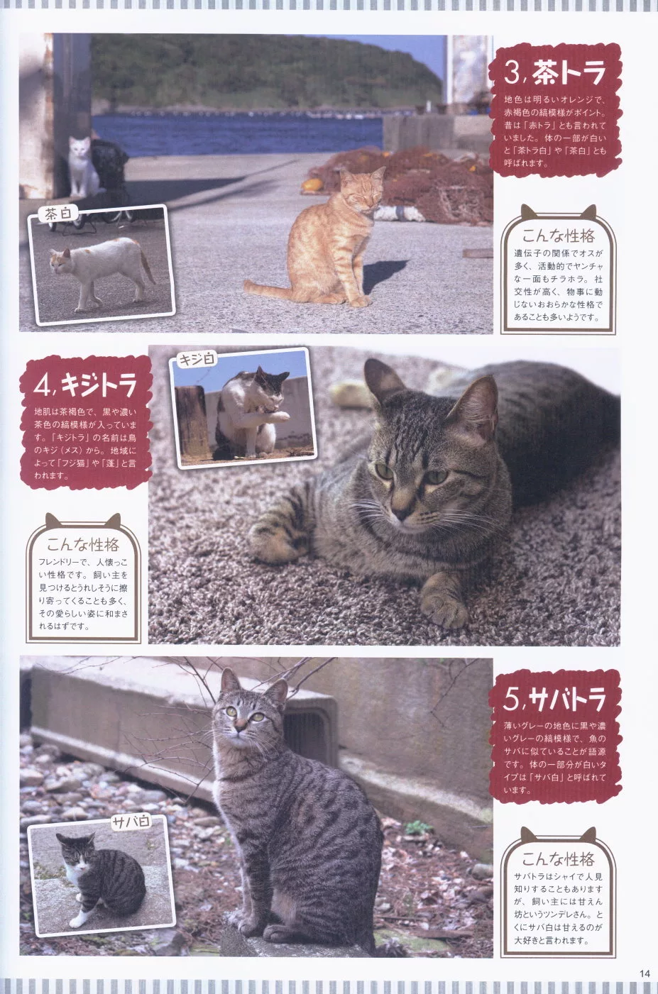 博客來 日本和貓完全情報寫真專集 博客來 日本和貓完全情報寫真專集