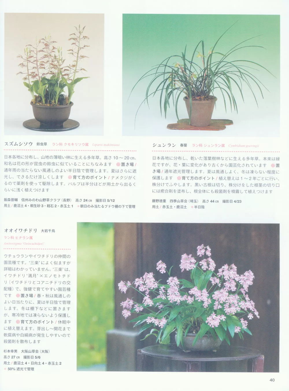 博客來 山野草盆栽種植完全讀本 博客來 山野草盆栽種植完全讀本