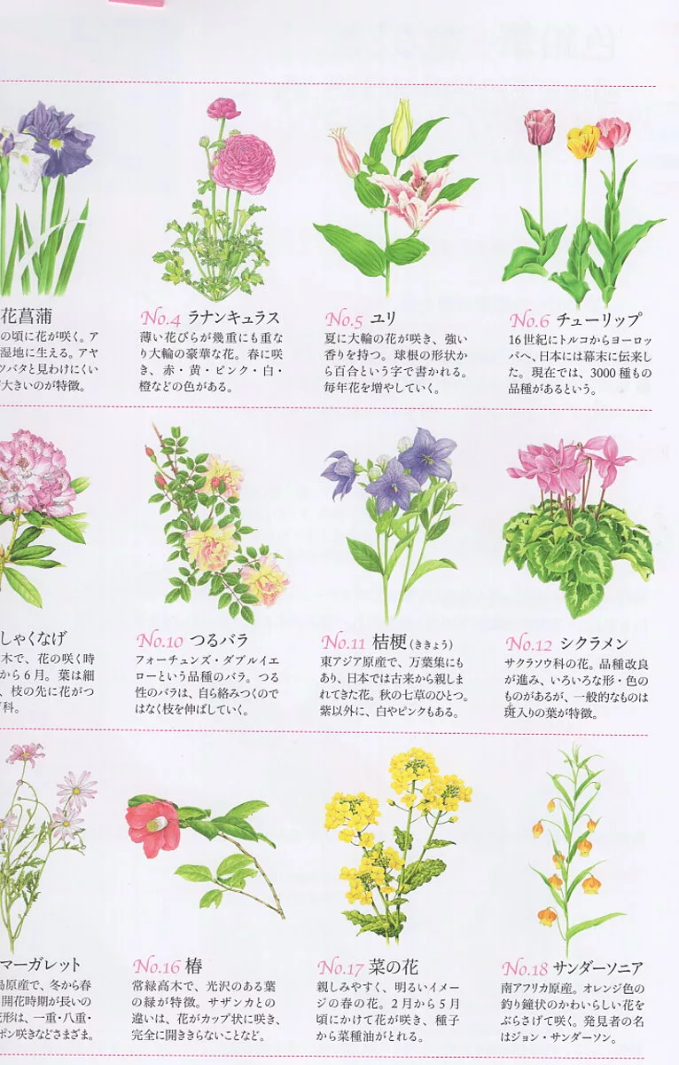 博客來 美麗花朵圖案著色繪圖集 博客來 美麗花朵圖案著色繪圖集