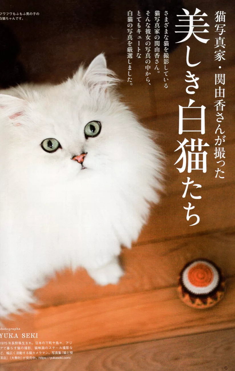 博客來 可愛白貓寫真情報完全專集 博客來 可愛白貓寫真情報完全專集