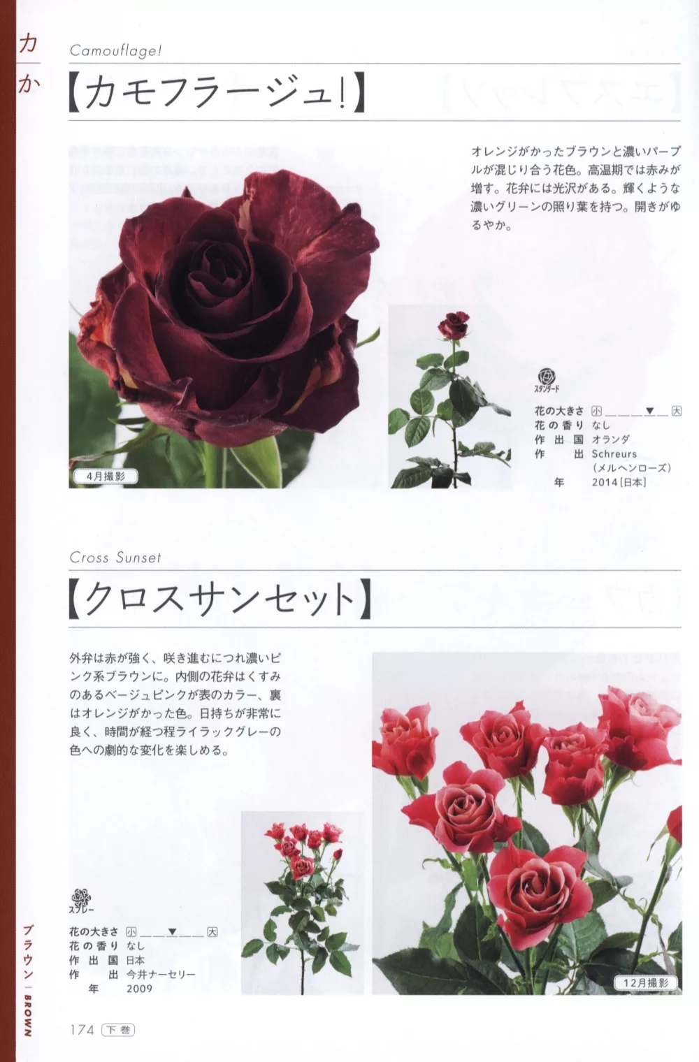 博客來 玫瑰薔薇圖鑑1000 下卷 474品種 博客來 玫瑰薔薇圖鑑1000 下卷 474品種