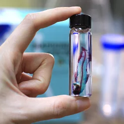 博客來 賽先生科學工廠 After School 透明魚標本製作套組