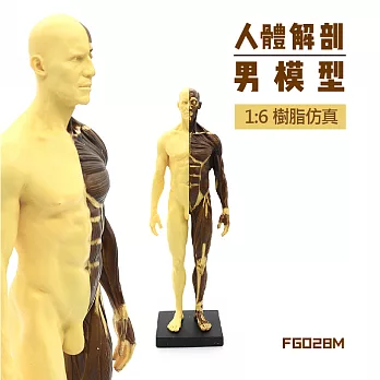 F&G樹脂仿真解剖人像1:6 高26.8cm 復古雙色 -男