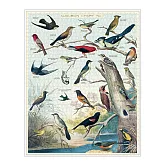 美國 Cavallini & Co. 1000片拼圖 奧杜邦鳥類圖鑑