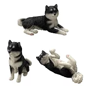 【正版授權】全套3款 迷你柴犬 盒玩 公仔/玩具/擺飾 狗狗/柴犬/動物模型 - 黑色款